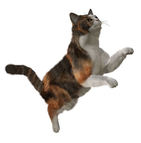Cute Cat Png Image Download Picture Kitten