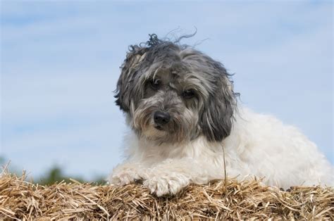 11 Franse Hondenrassen Hondenfun