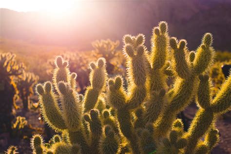 Free Images Landscape Nature Cactus Sunset Field Sunlight