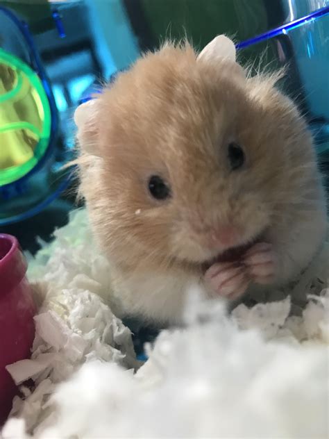 This Is Lucy My Teddy Bear Hamster With A Cleft Palate And Brain Disorder Shes Brave Af And