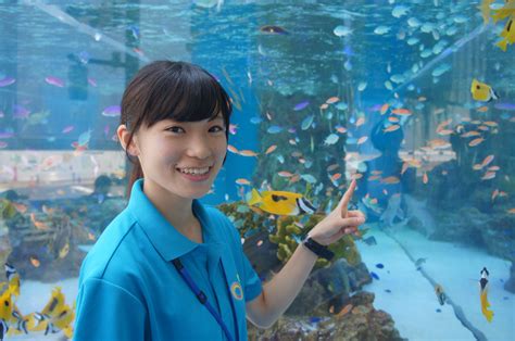 サメ 水族館 飼育員 410536