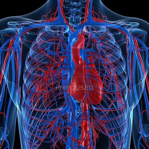 Cardiovascular System Showing Veins And Arteries — Blood Artwork