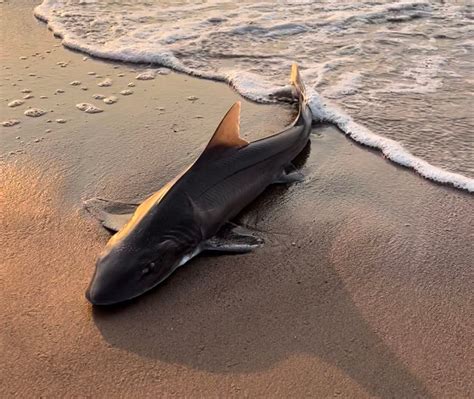 Good Samaritan Helps Shark Back Into Water After It Washes Up On Staten