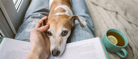 How Pets Can Help Relieve Stress Blackmores