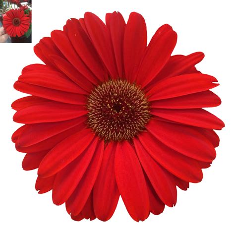 Daisy Png Images Transparent Free Download Pngmart