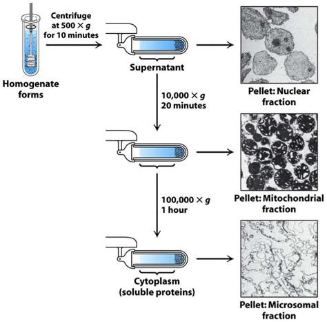 protein purification methods