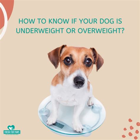 How To Know If Your Dog Is Underweight Or Overweight Fresh For Paws