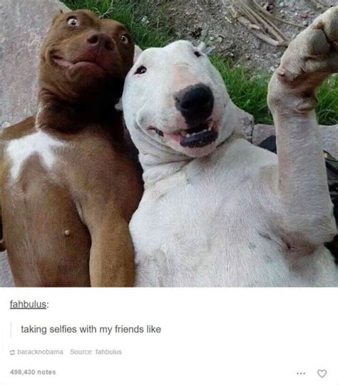 These Hilarious Animal Posts On Tumblr Are Guaranteed To Make You Laugh
