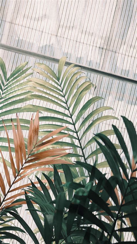 Plant Aesthetic Phone Wallpapers Top Free Plant Aesthetic Phone