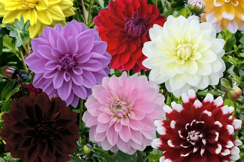 Maybe you would like to learn more about one of these? Dahlia Decorative Mixed for sale! Buy online for: £ 9.99