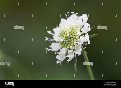 Scabiosa Or Pincushion Flower Stock Photo Alamy
