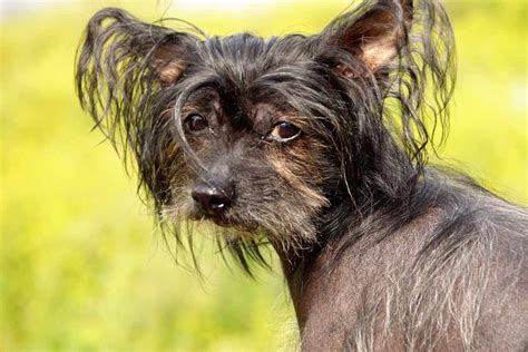 Chinese Crested Dog Breeds Facts Advice And Pictures Mypetzilla Uk