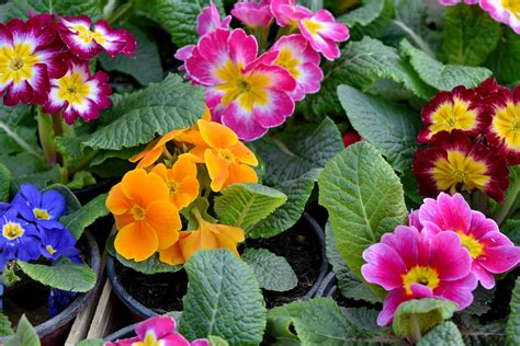 Imagen Gratis Hermosas Flores Colorido Tiempo De Primavera Planta