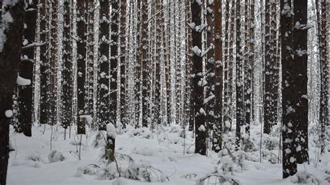 Snowy Forest In Novosibirsk Russia Backiee