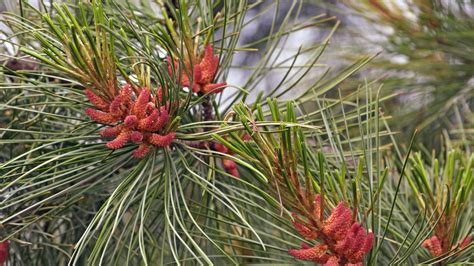 Le Pin Blanc De Corée Arbre En Danger Wwf France