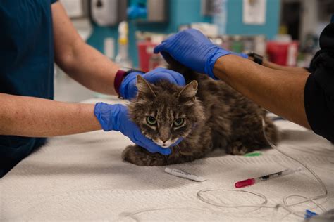 Coronavirus Highly Contagious Among Cats After Humans Infect Them