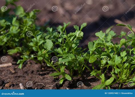 Arugula Plant Growing In Organic Vegetable Garde Stock Photo Image Of
