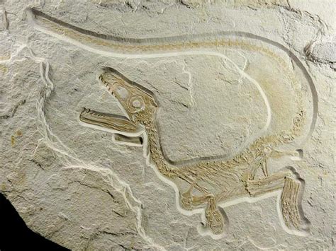 Incredibly Well Preserved Fossils Show That Dinosaurs Also Had Dandruff