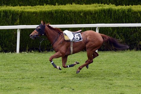 Free Images Pasture Grazing Rein Stallion Mane Speed Race