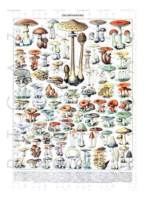 Antique Chart Mushrooms French Botanical Vintage Larousse Dictionary