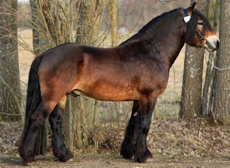 Lardennais Suèdois Un Ardennais Suédois Au Modèle Races De Chevaux