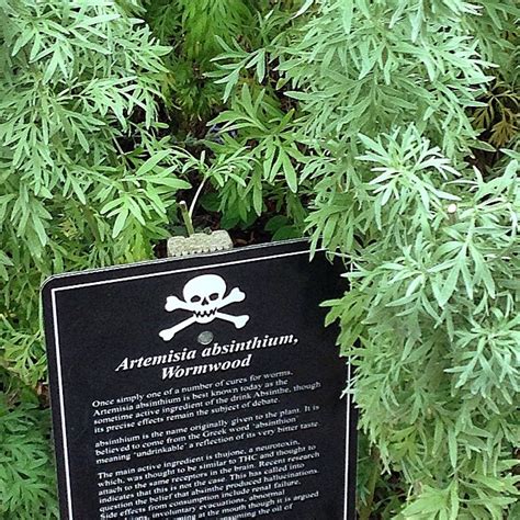 Take A Look At The Poison Garden The Most Dangerous Garden In The