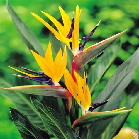 Strelitzia Plant Bird Of Paradise 1 Plant Buy Online Order Yours Now