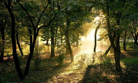 Photography Nature Plants Trees Landscape Sun Rays Forest Summer Wallpapers Hd Desktop