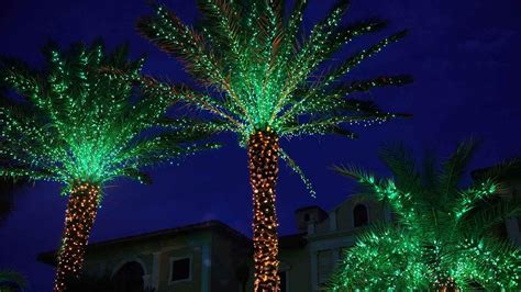 How To Decorate Palm Tree With Lights Tutorial Pics