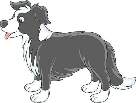 Best Border Collie Illustrations Royalty Free Vector Graphics And Clip