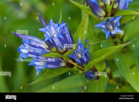 Willow Gentian Hi Res Stock Photography And Images Alamy