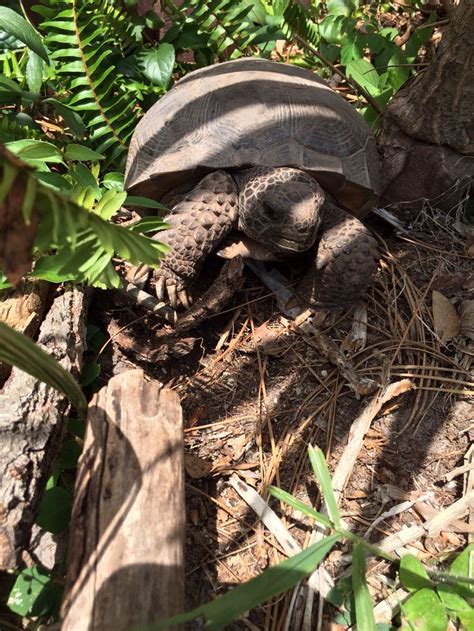 Gopher Tortoise Back Yard Garden Visitor Here In Florida Tortoise