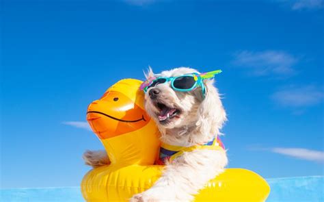 7 Tips To Get Your Pet Ready For The Summer Canine Country Club