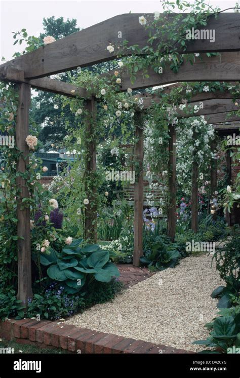 White Climbing Roses On Wooden Pergola Above Gravel Path In Large