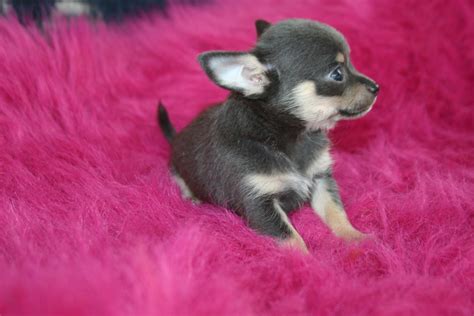 Angies Puppy Dazes Little Chihuahua Puppy