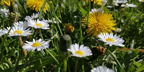Green Grass Meadow With Flowers In The Sun Stock Photo Image Of