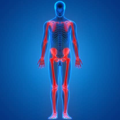 Human Skeleton System Appendicular Skeleton Anatomy Stock Photo - Download Image Now - iStock