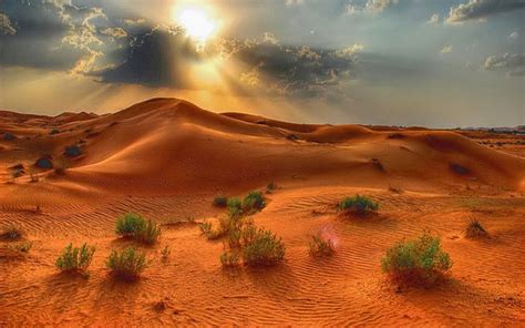 Abiotic - Desert