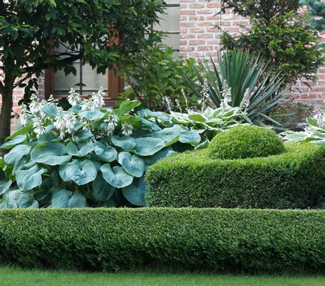 Whats Your Favorite Hosta Longfield Gardens