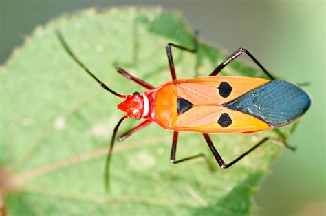 Filedysdercus Cingulatus Fabricius Red Cotton Stainer Bug