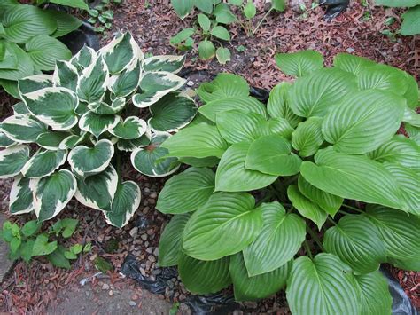 Hostas are also called plantain lilies and they are perfect for adding color and texture to your landscape. Colorful Flowers For Your Garden - Backyard Garden Lover