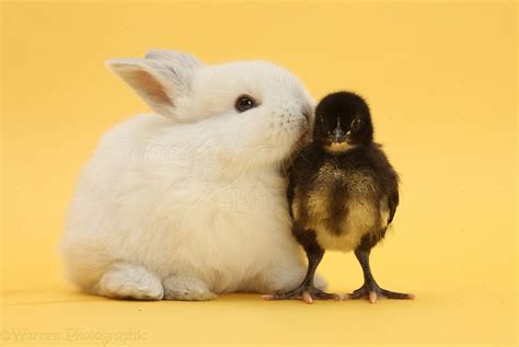 White Baby Rabbit And Bantam Chick On Yellow Background Photo Wp33856
