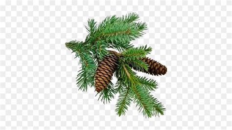 Christmas Tree Branch Pine Tree Branch Png Free Transparent Png