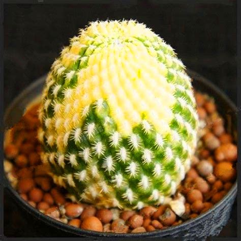 Mixed Rare Cactus Seeds 100pcspack Greenseedgarden