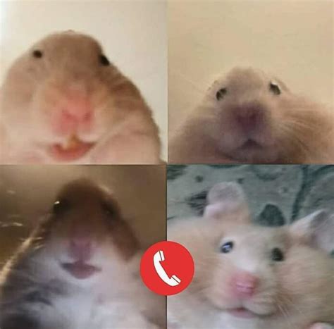 hamster video call meme staring hamster meme canvas prints redbubble happy birthday