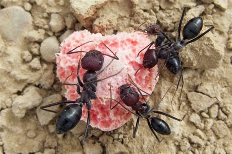 How Do Ants Find Food Fauna Facts