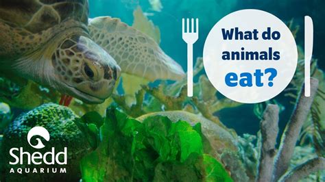 Sea Curious What Do Animals Eat Youtube
