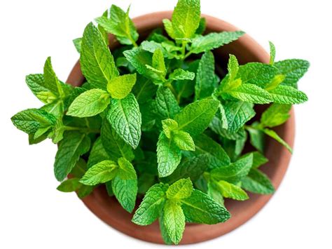 Mint Container Growing: Tips On Caring For Mint In Pots | Growing mint ...