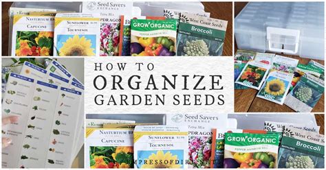 Seed Storage Containers Best Ways To Keep Organized