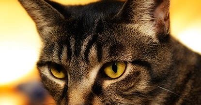 Sometimes an affected cat will drool, have bleeding from the mouth, or difficulty eating. Meow! Blog | Cats Protection: 'Is drooling a sign of ...